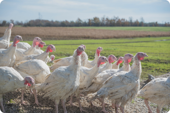 group of turkeys